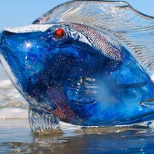 copperfish2