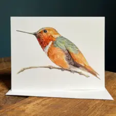 Allen's hummingbird blank note card (facing) by Amy Shawley Paquette